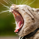 Illustration for article titled Your Cats Mouth Is a Festering Hole Lined with Disease-Riddled Knives